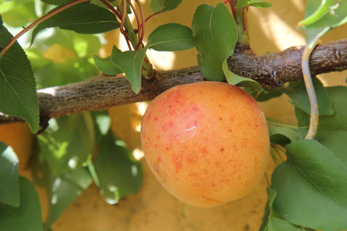 Tiroler Spätblüher