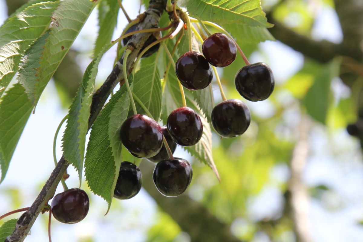 Glattfelder Farbkirsche