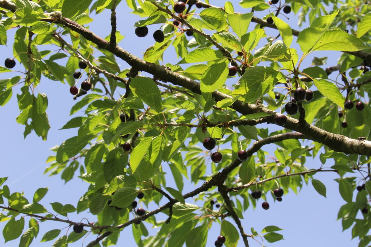 Glattfelder Farbkirsche