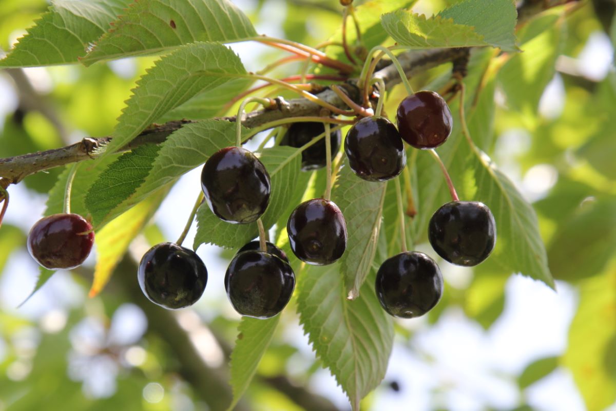 Glattfelder Farbkirsche