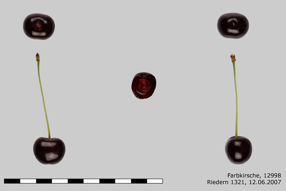 Glattfelder Farbkirsche