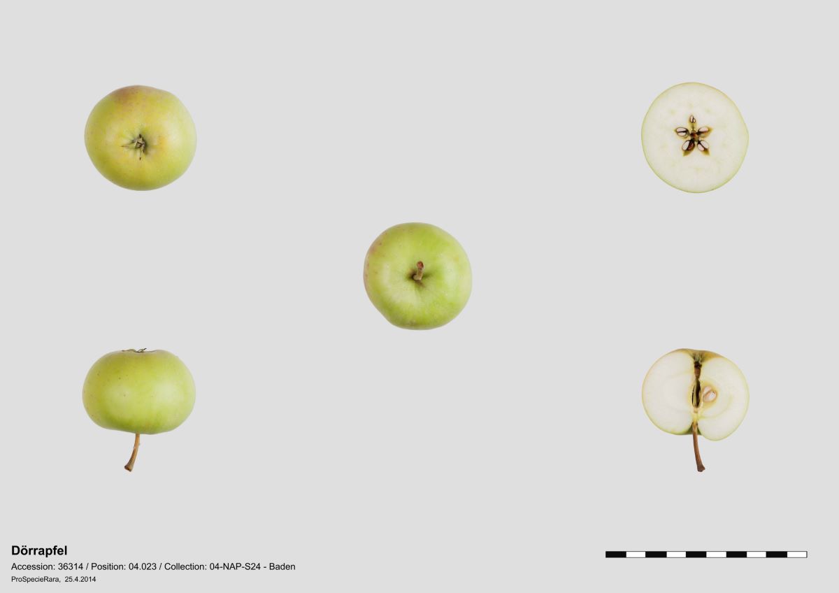 Brittnauer Süssapfel