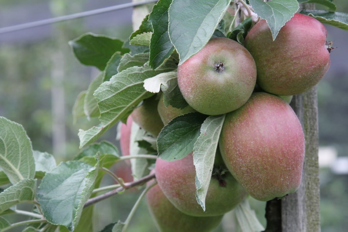 Spengelrieder Reinette