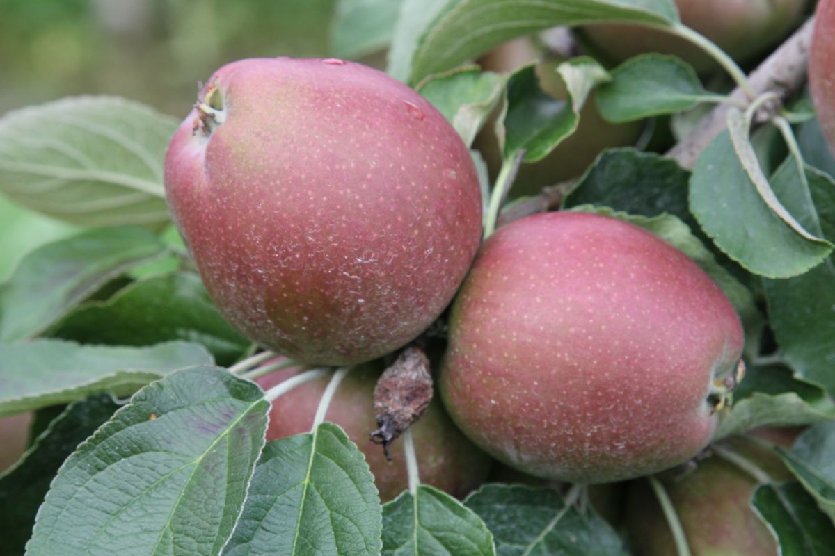 Spengelrieder Reinette