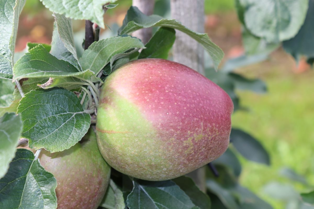 Spengelrieder Reinette