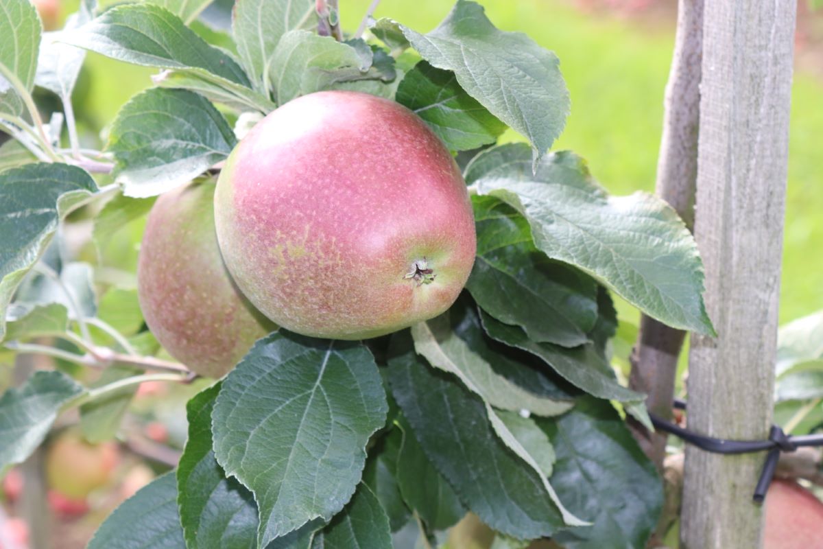 Spengelrieder Reinette