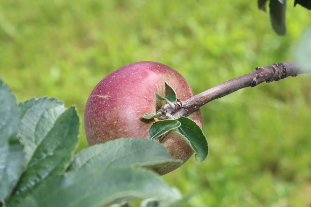 Spengelrieder Reinette
