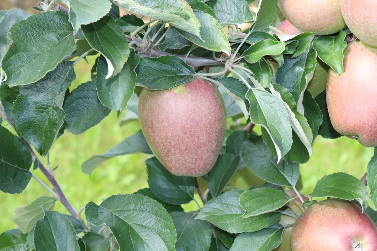 Spengelrieder Reinette