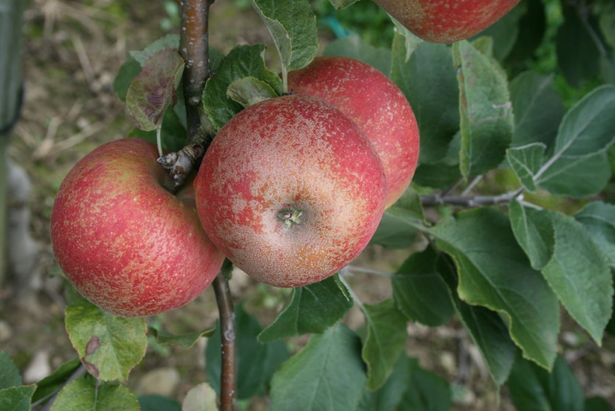 Reinette vom Kilchenweg