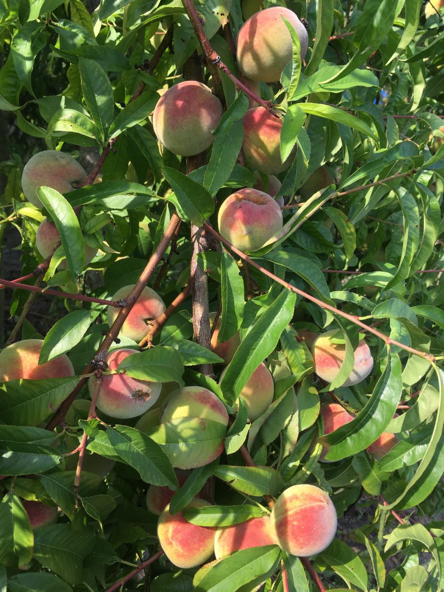 Giallo Rosato di Meyrin