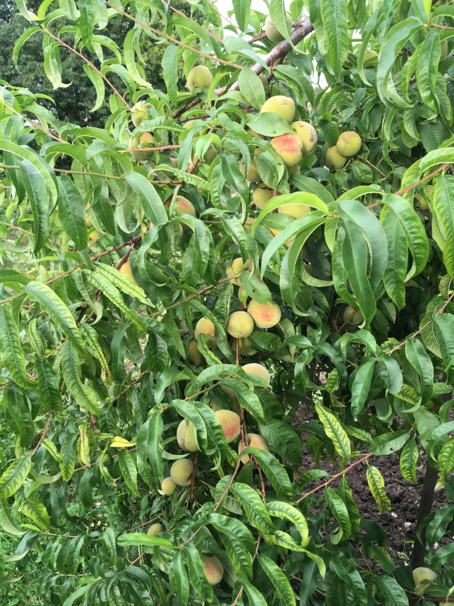 Giallo Rosato di Meyrin