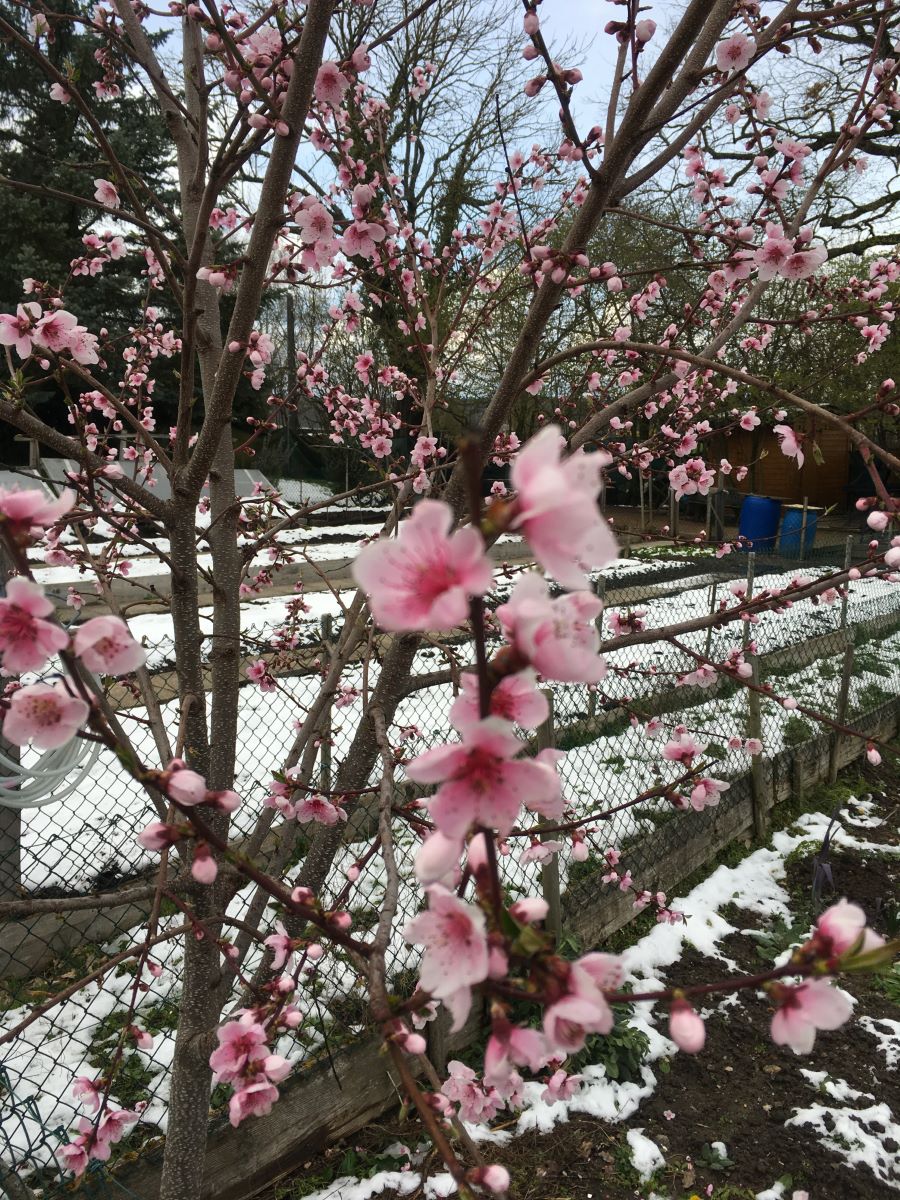 Giallo Rosato di Meyrin
