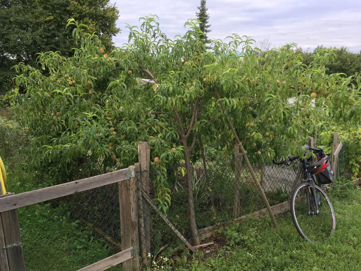 Giallo Rosato di Meyrin