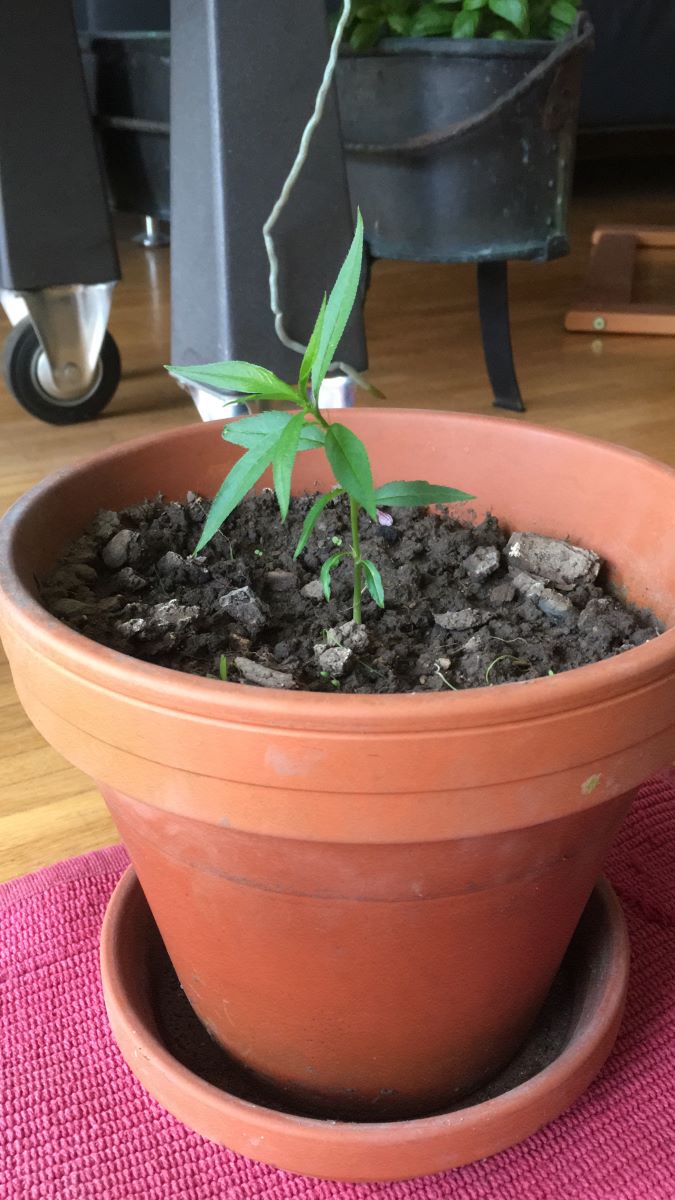 Giallo Rosato di Meyrin