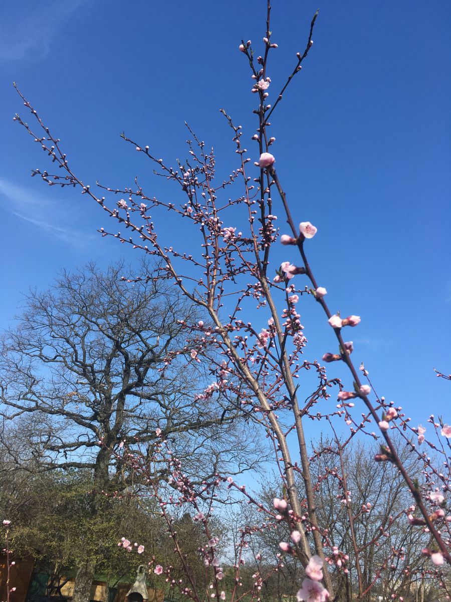 Giallo Rosato di Meyrin