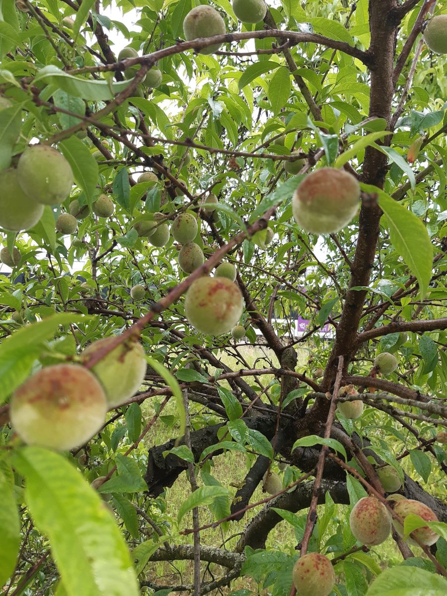 Hellfleischiger Ottoberg