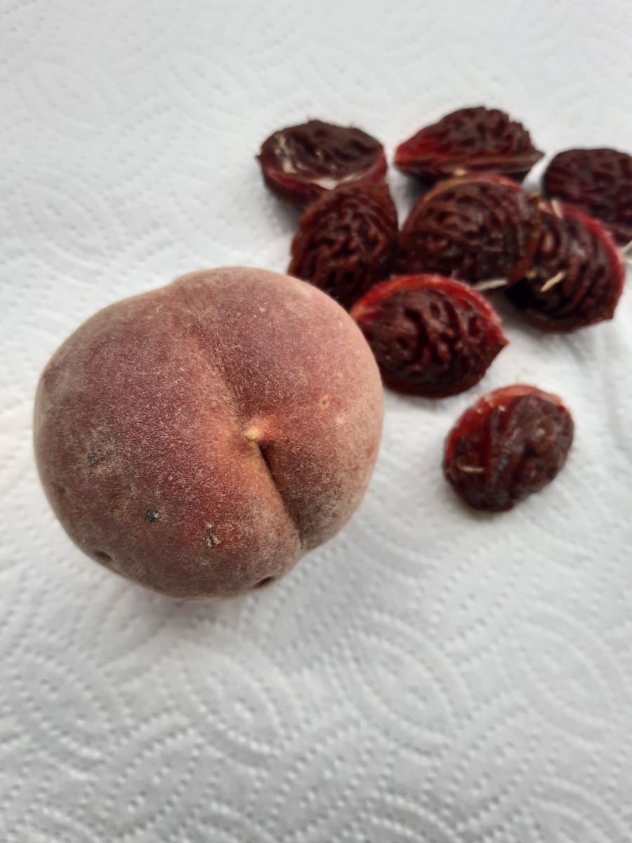 Hellfleischiger Ottoberg