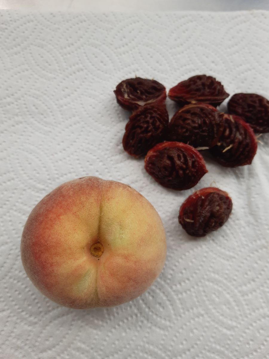 Hellfleischiger Ottoberg