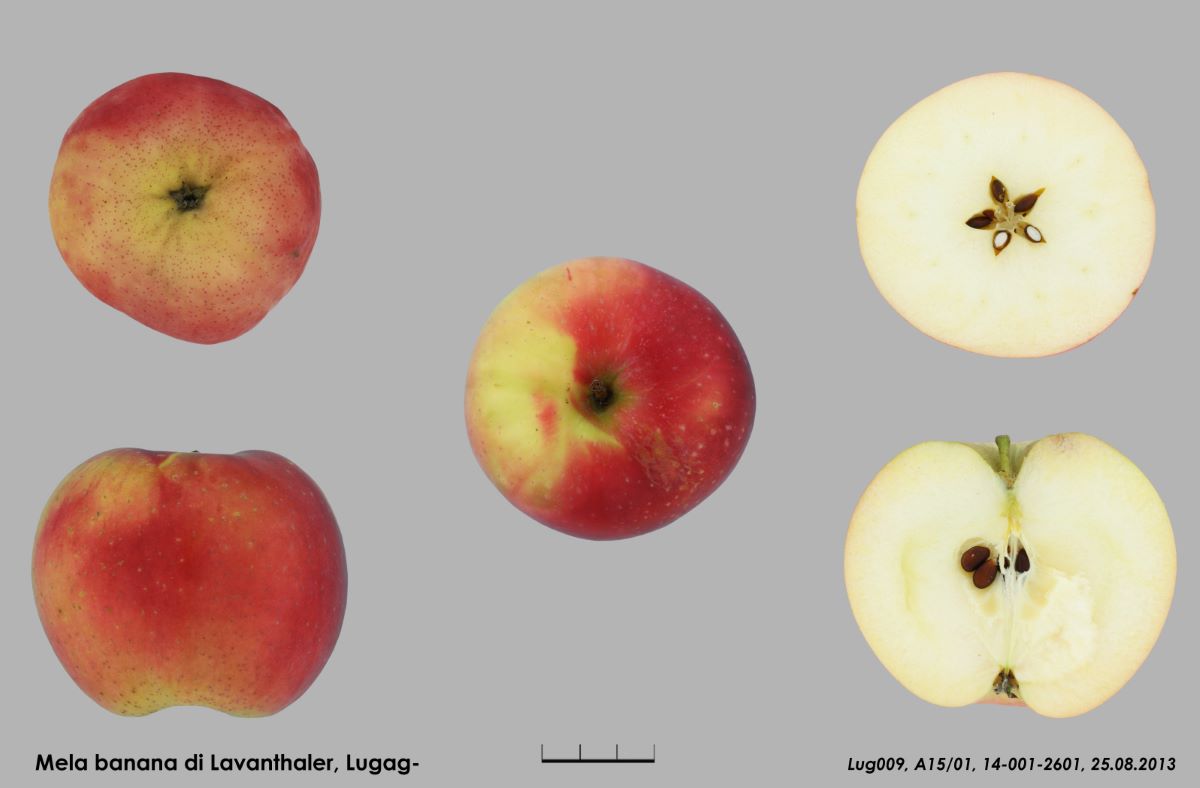 Stellata di Lugaggia