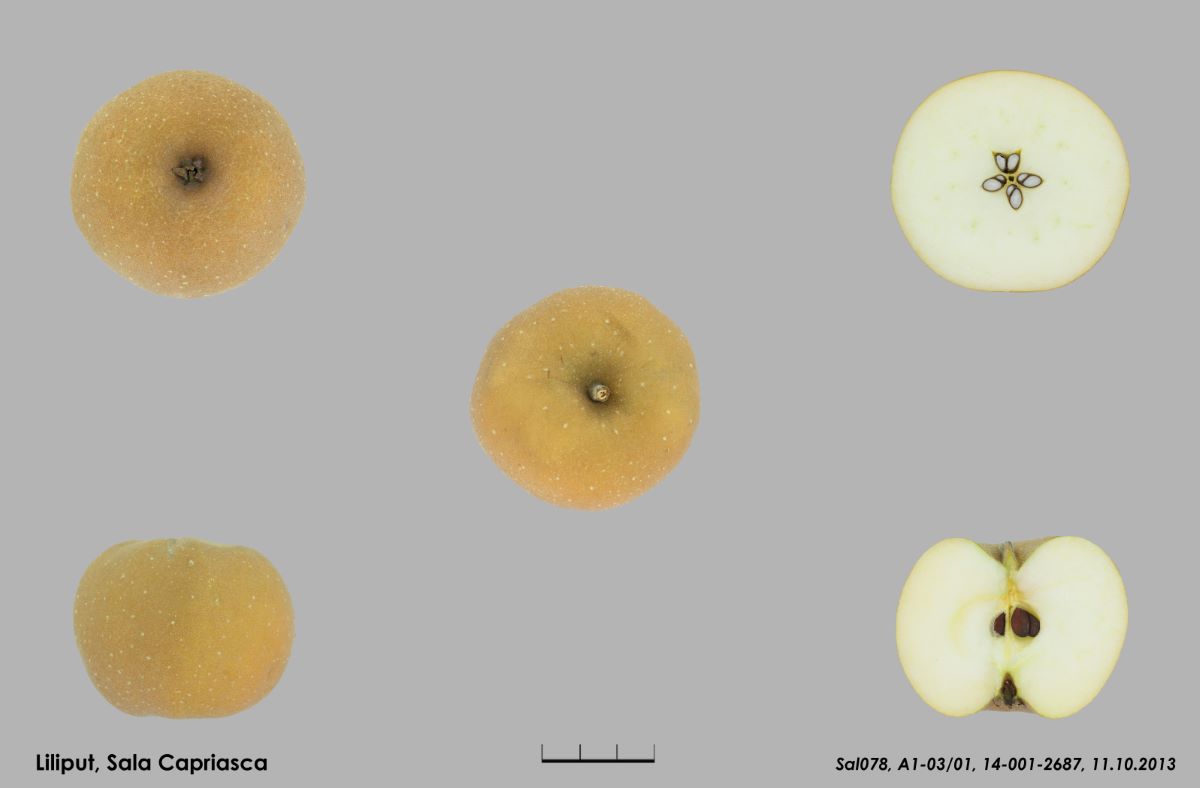 Liliput Ruggine del Ticino