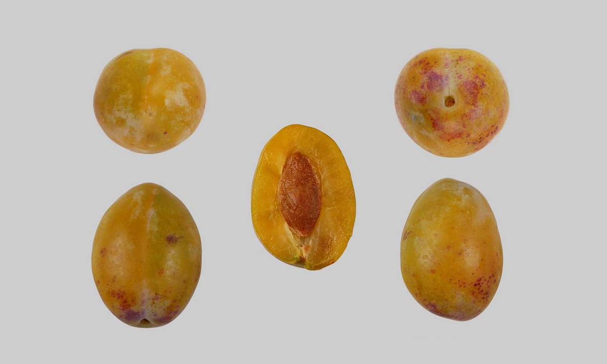 Gelbe Eierpflaume Brunnadern