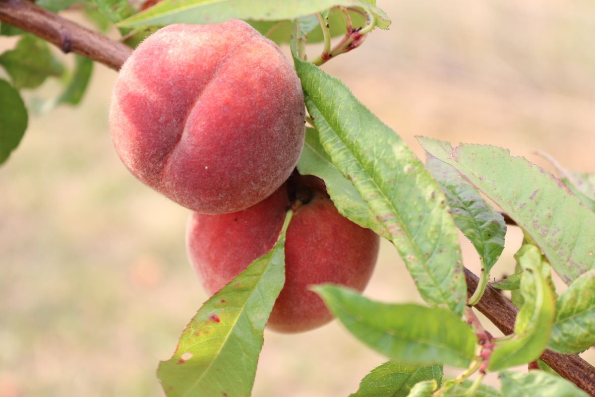 Weissfleischiger aus Leytron