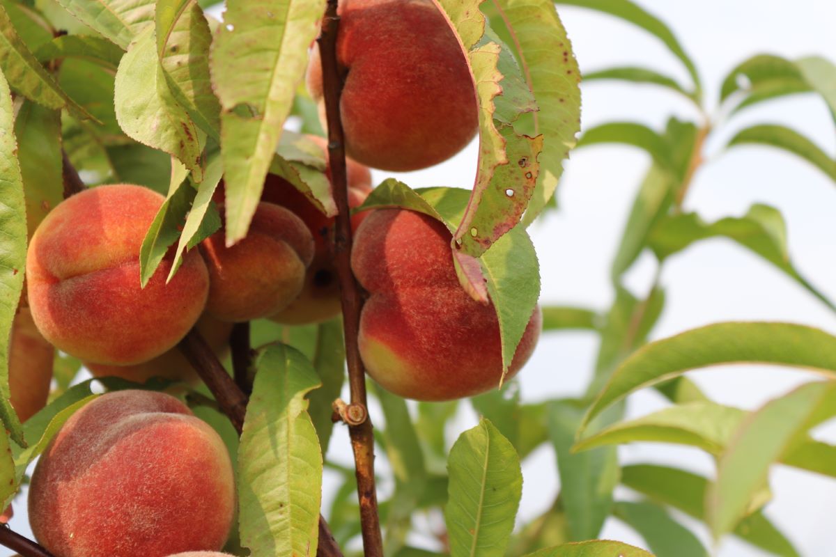 Weissfleischiger aus Leytron