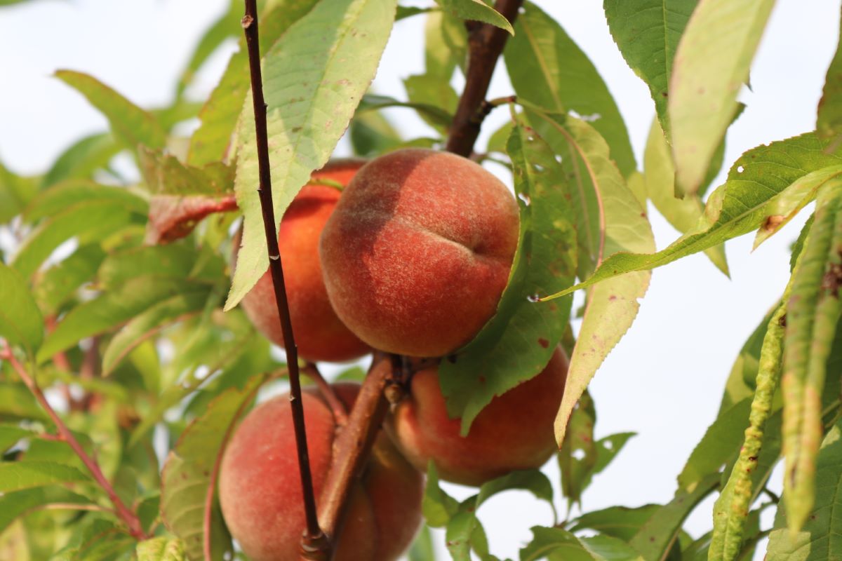 Weissfleischiger aus Leytron