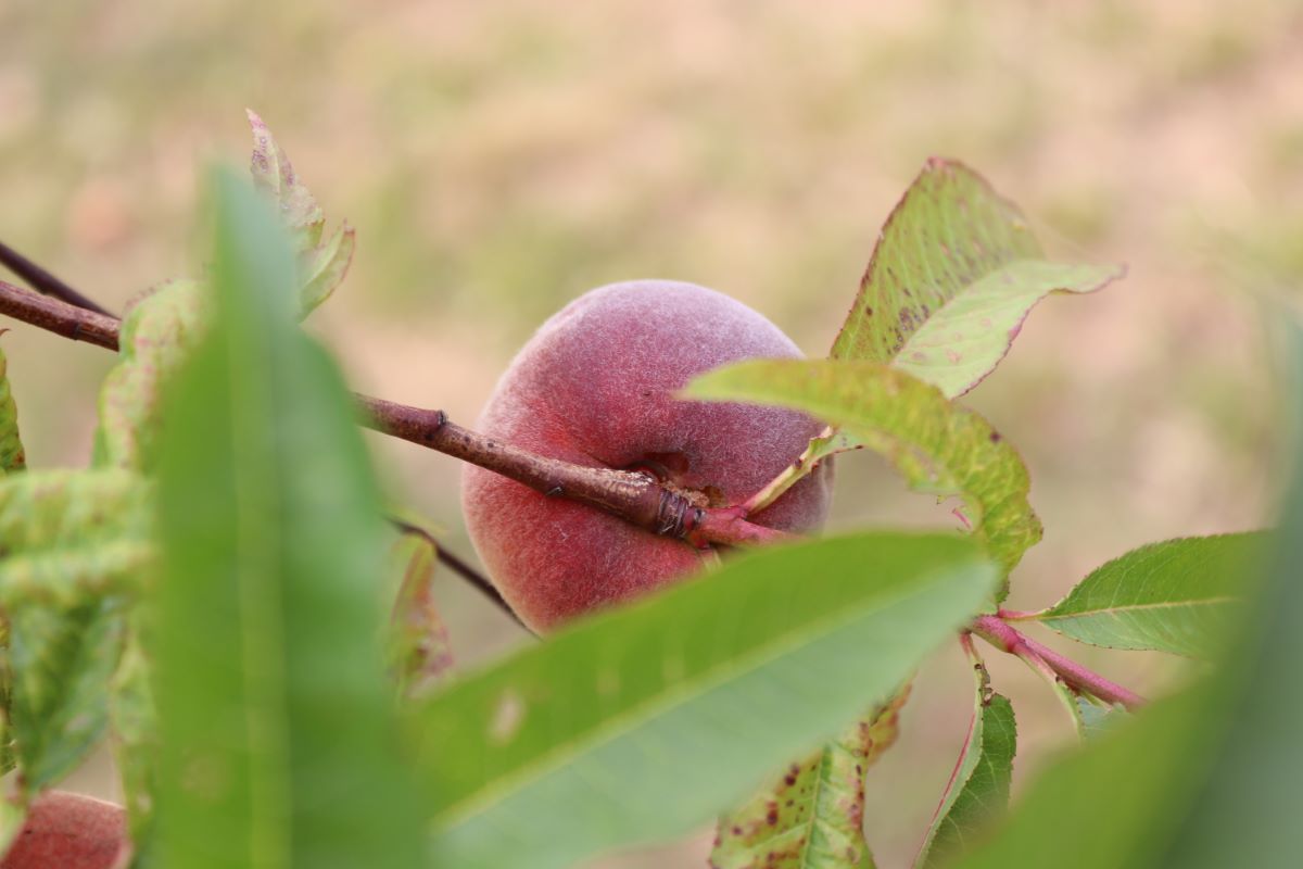 Weissfleischiger aus Leytron