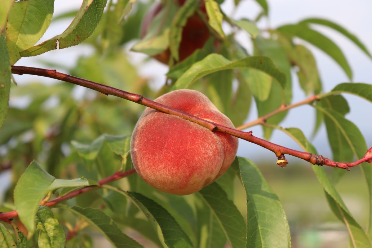 Weissfleischiger aus Leytron