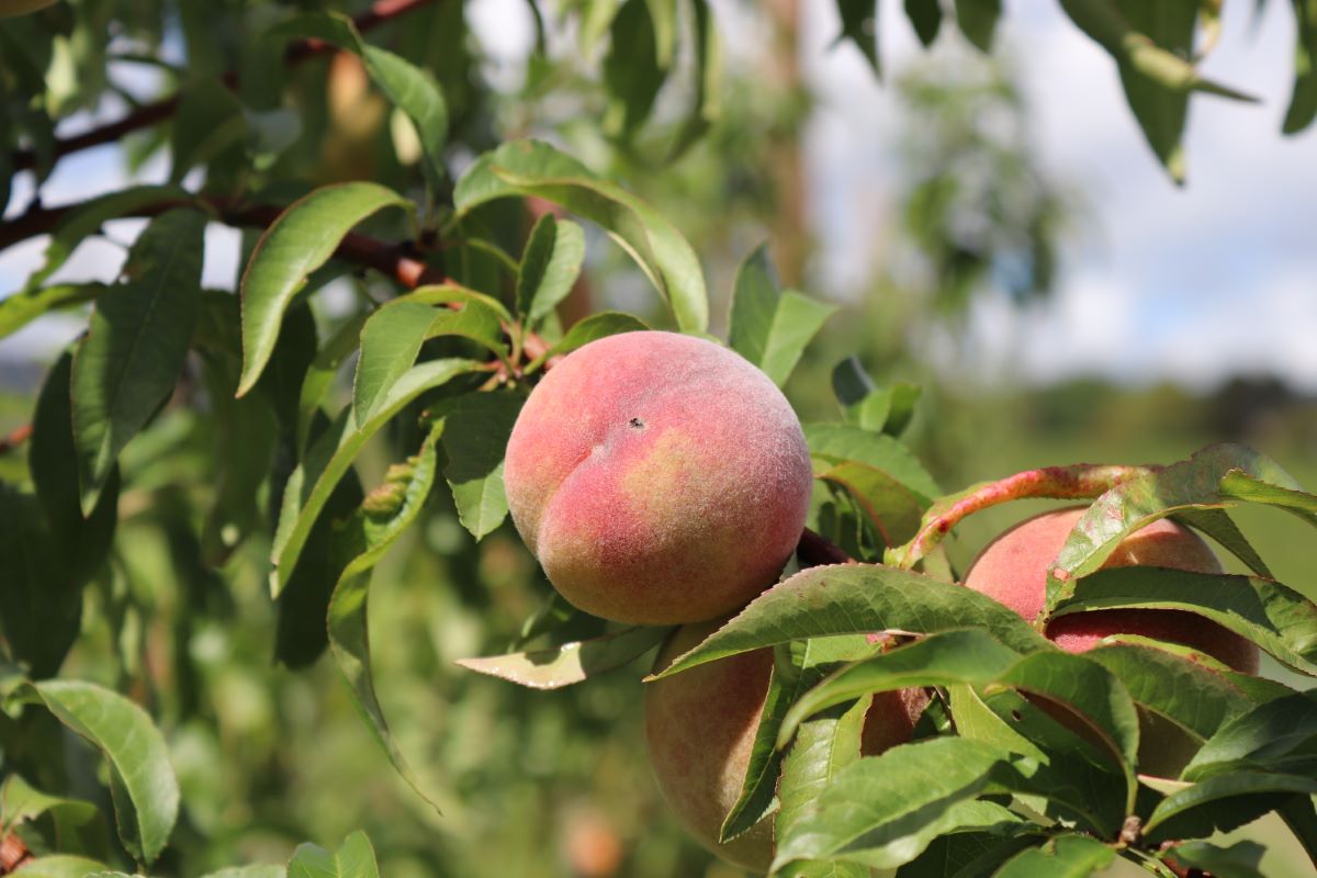 Pêche de vigne de Rothhard (NE)