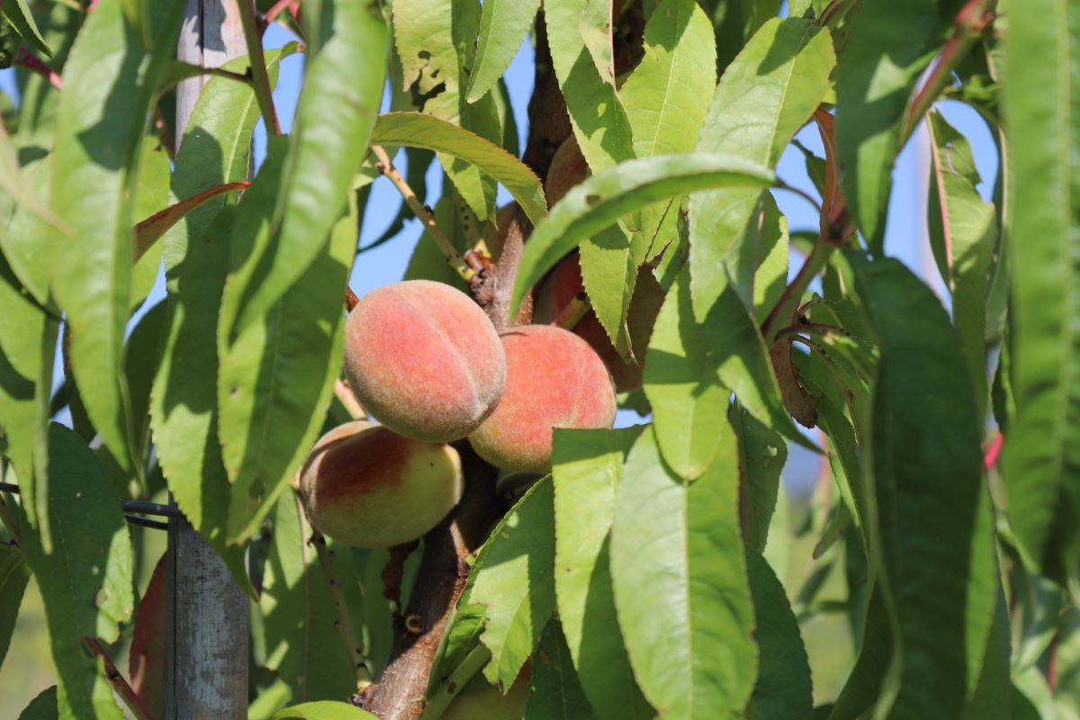 Pêche de vigne de Rothhard (NE)