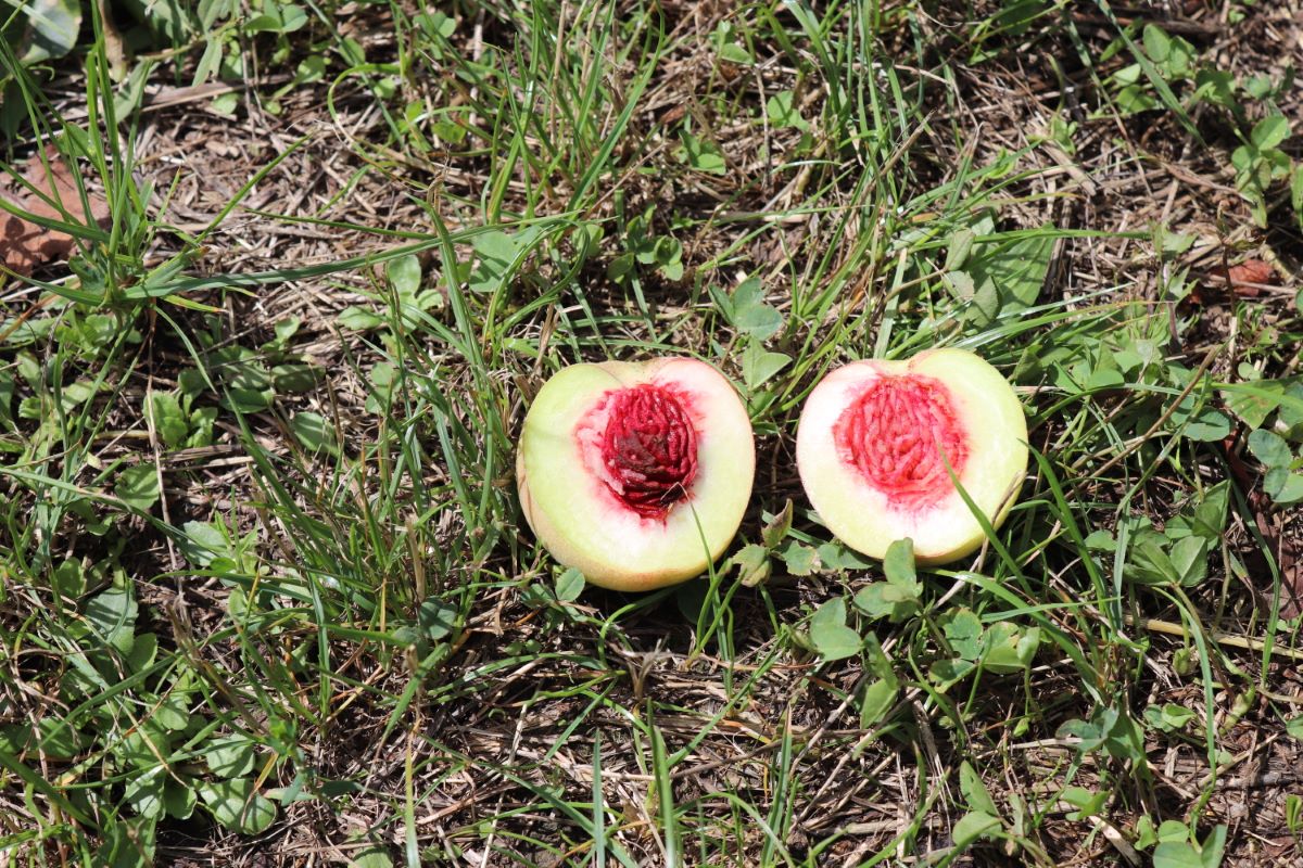 Pêche de vigne de Rothhard (NE)