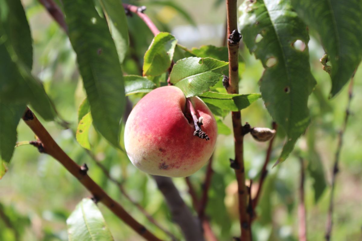 Jaune Verte de Tassonnière