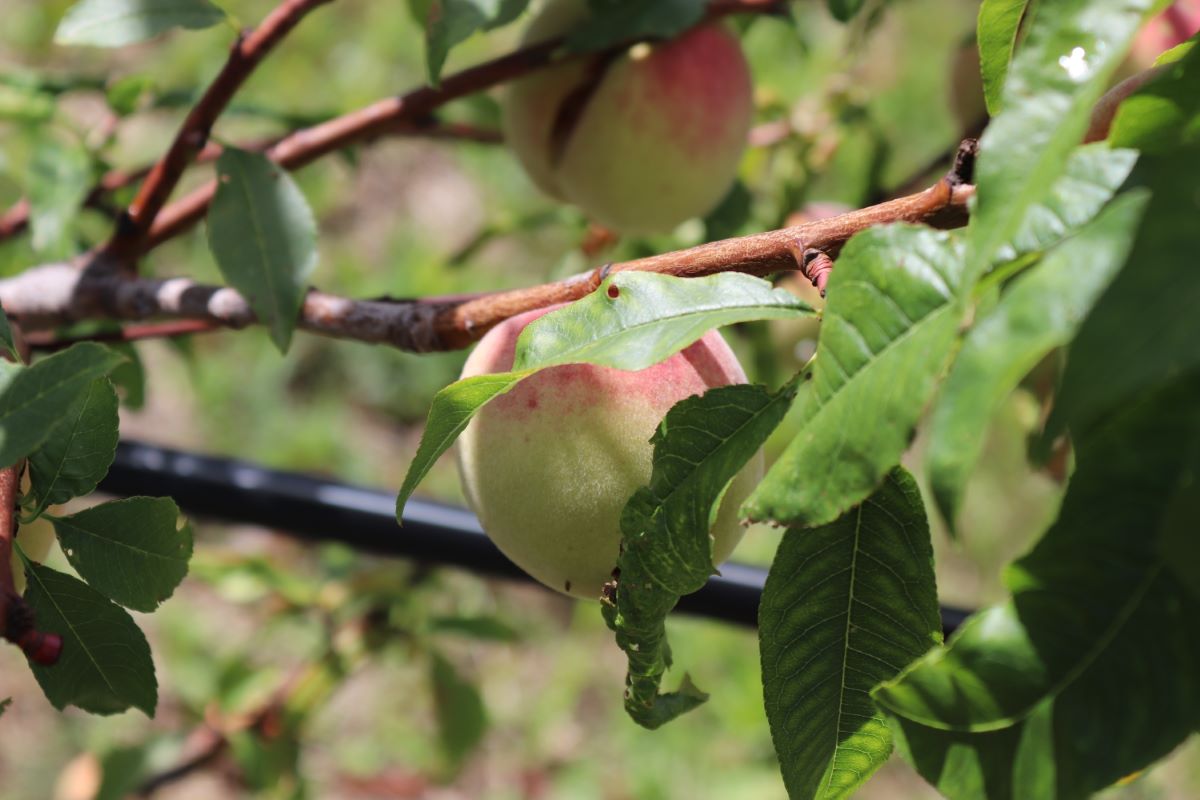 Jaune Verte de Tassonnière