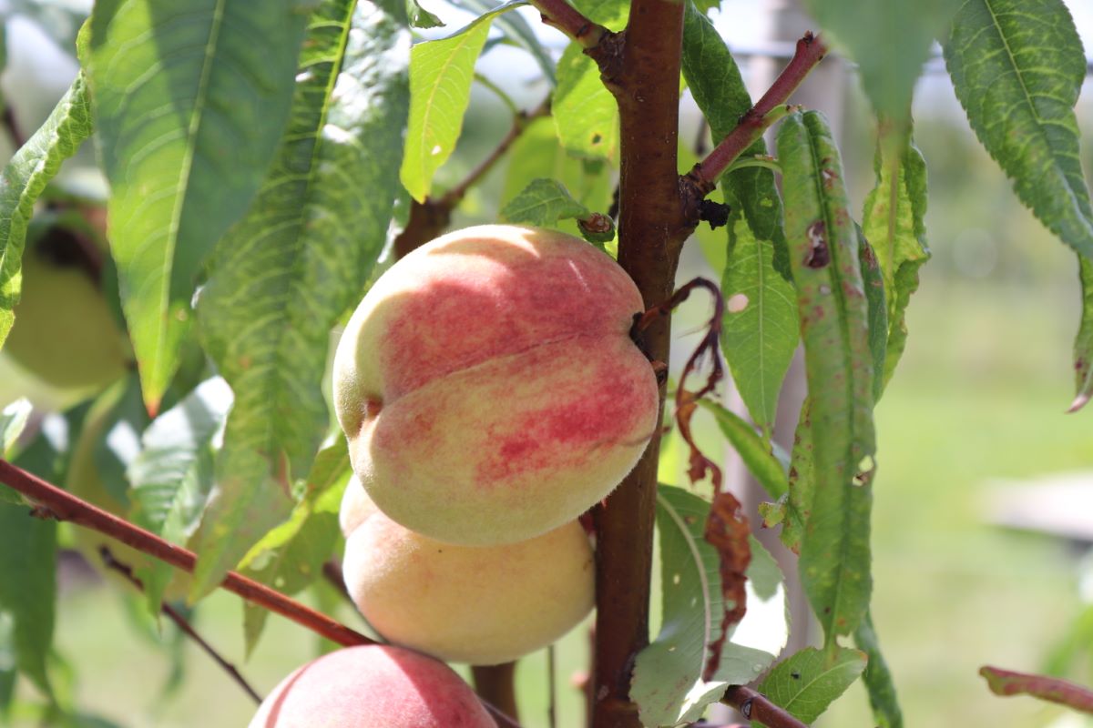 Jaune Verte de Tassonnière
