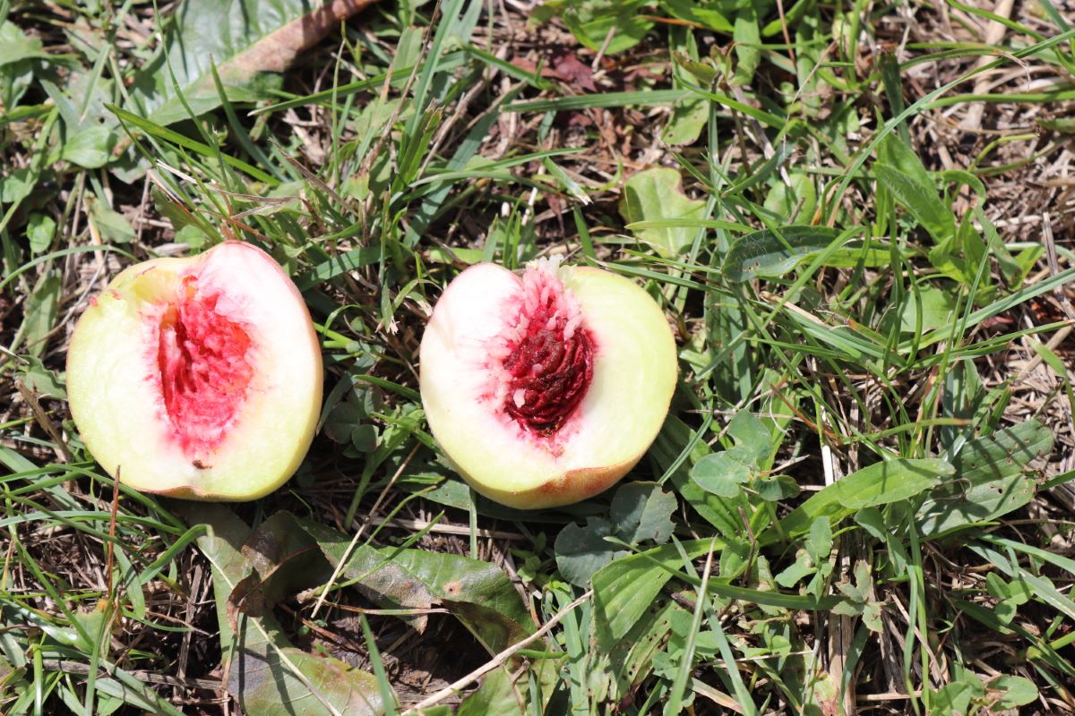 Jaune Verte de Tassonnière