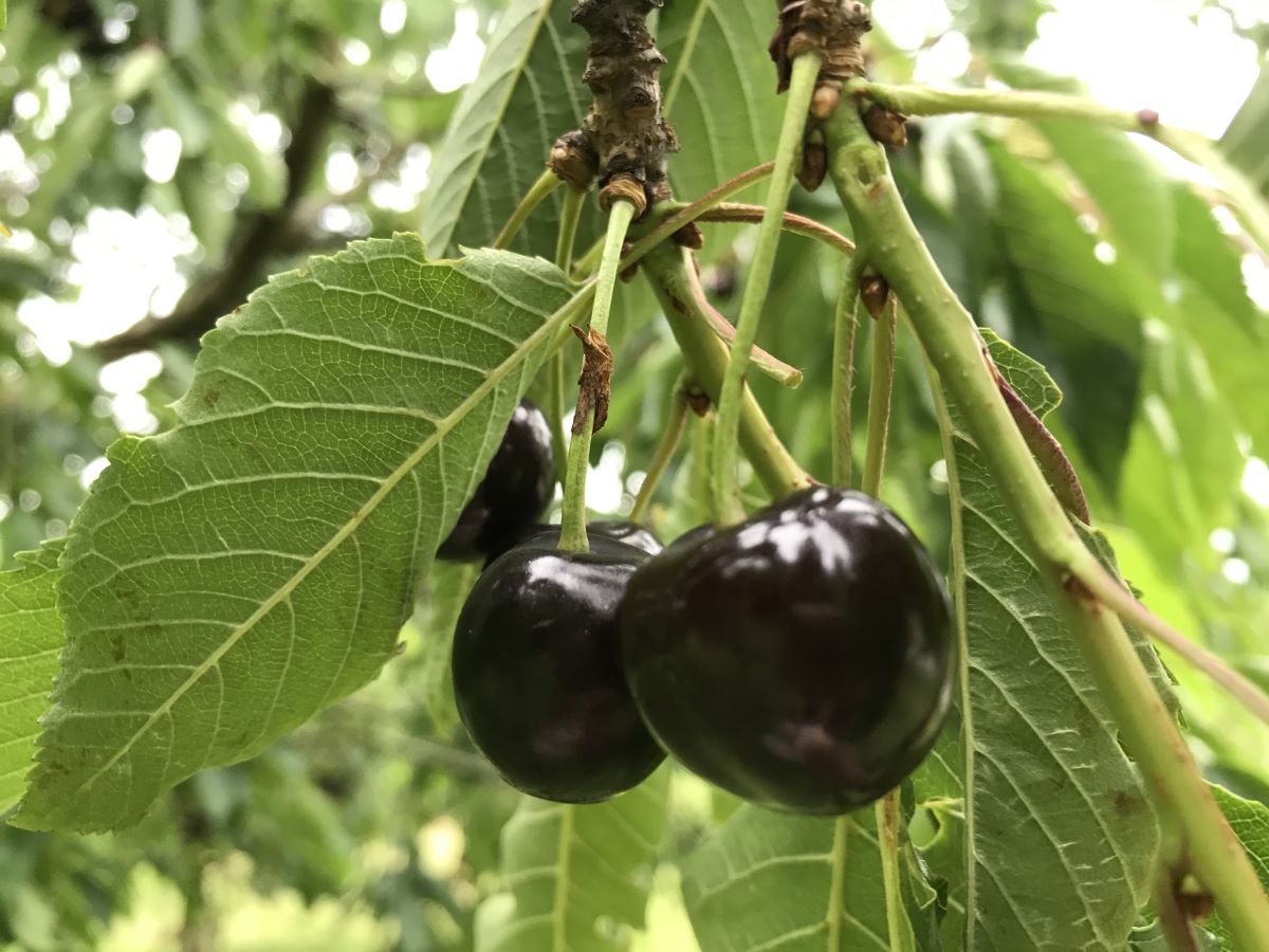 Frühkirsche Lohn-Ammannsegg