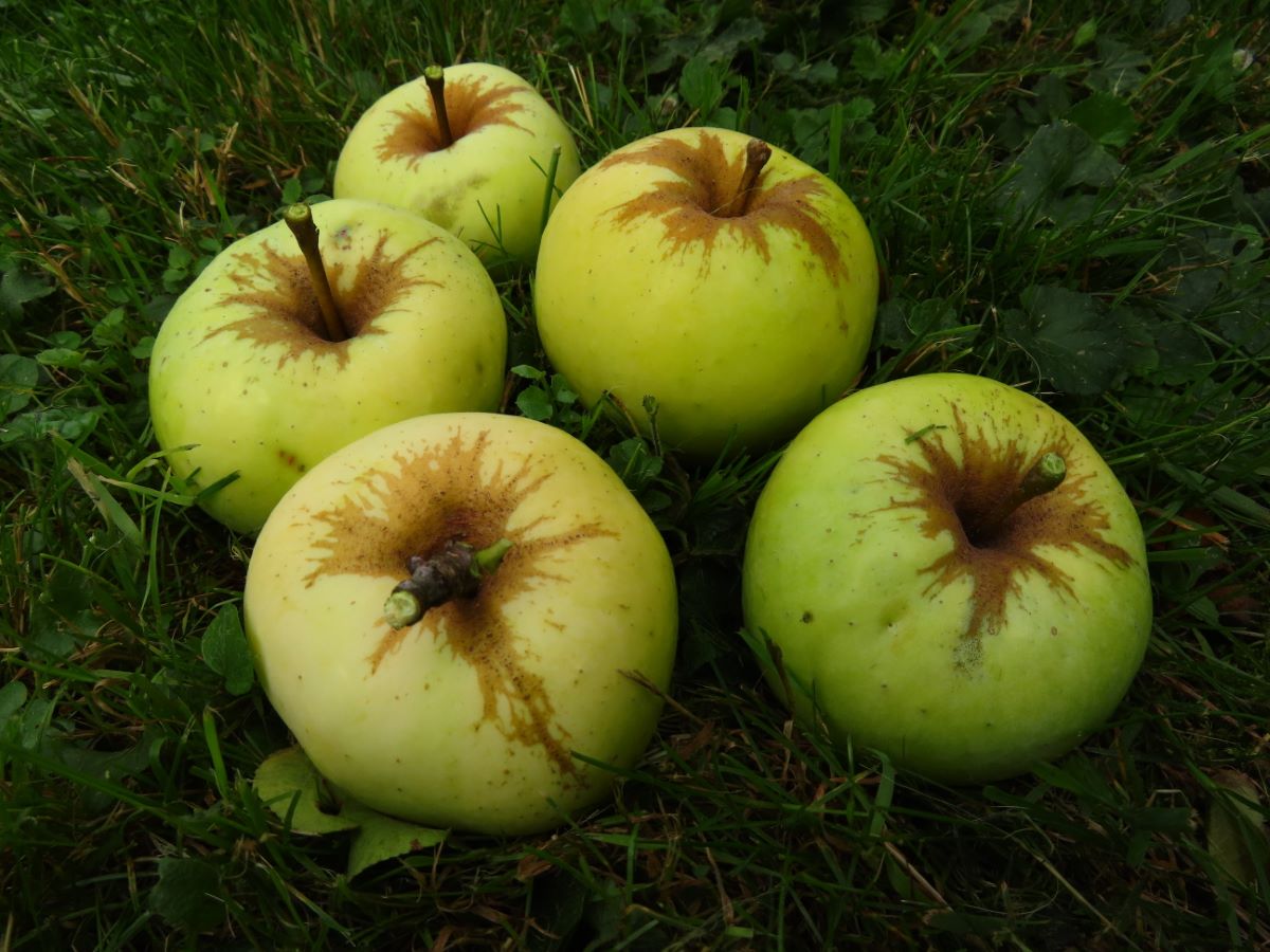 Stöcklis Süssapfel