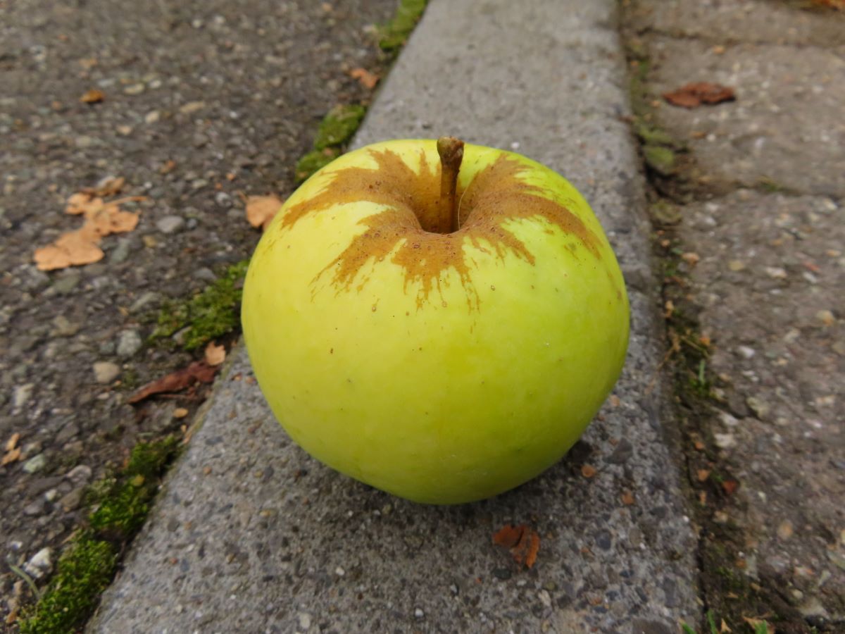 Stöcklis Süssapfel