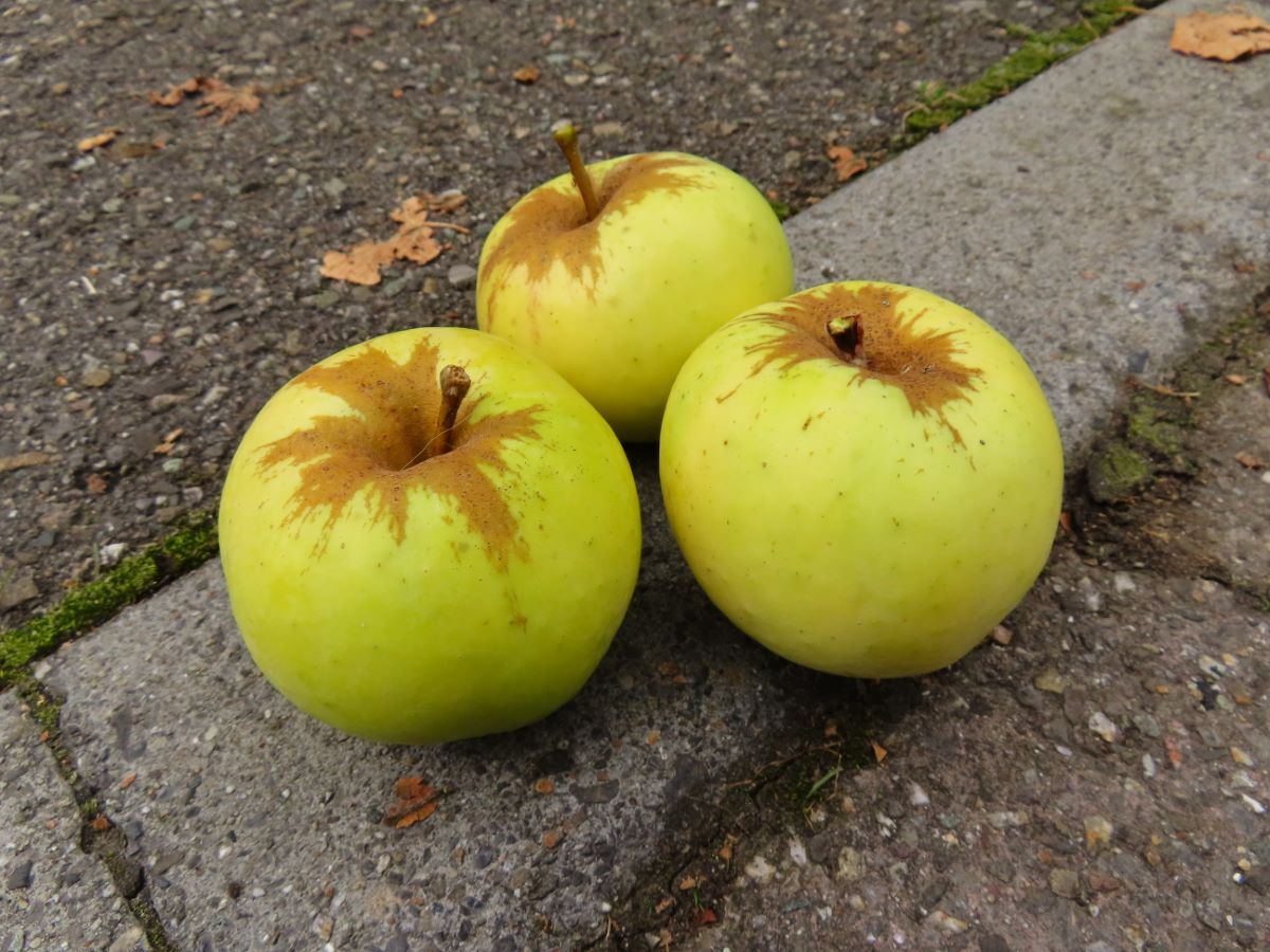 Stöcklis Süssapfel