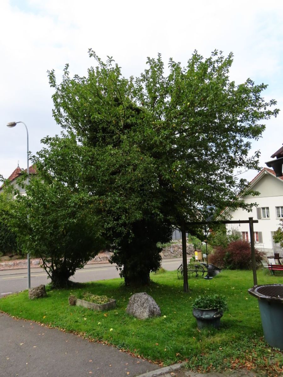 Stöcklis Süssapfel