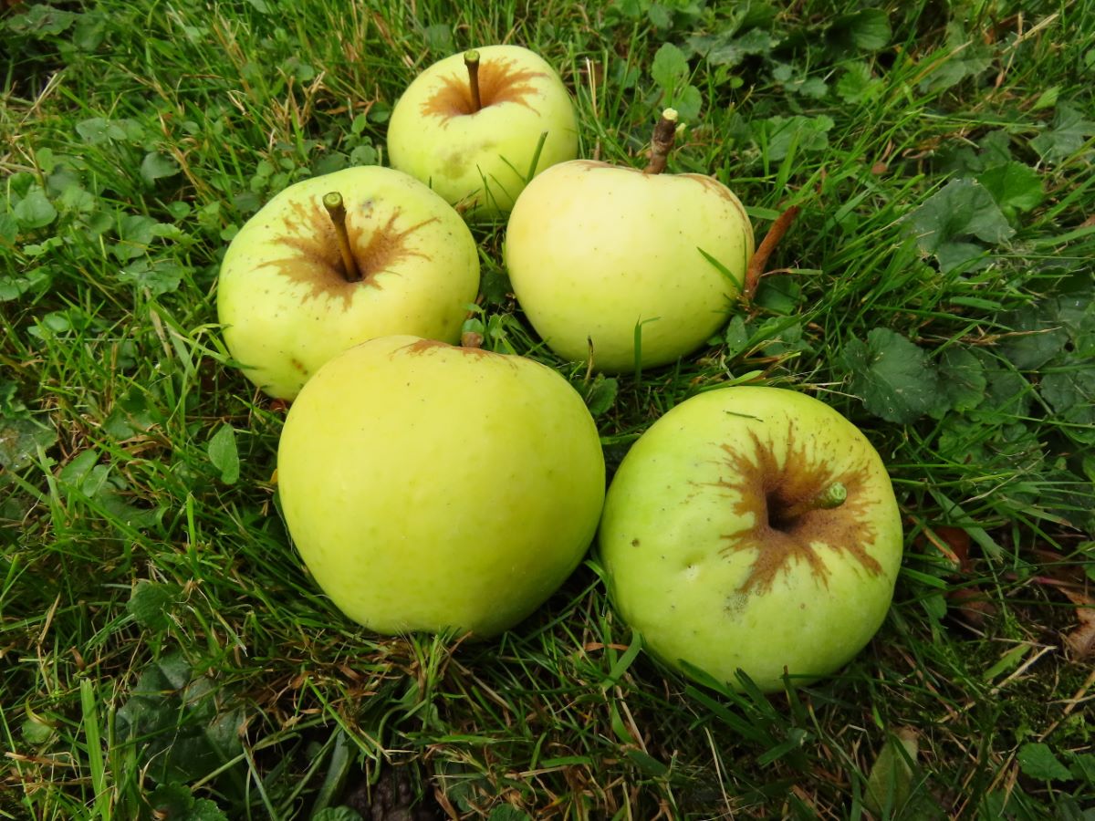 Stöcklis Süssapfel