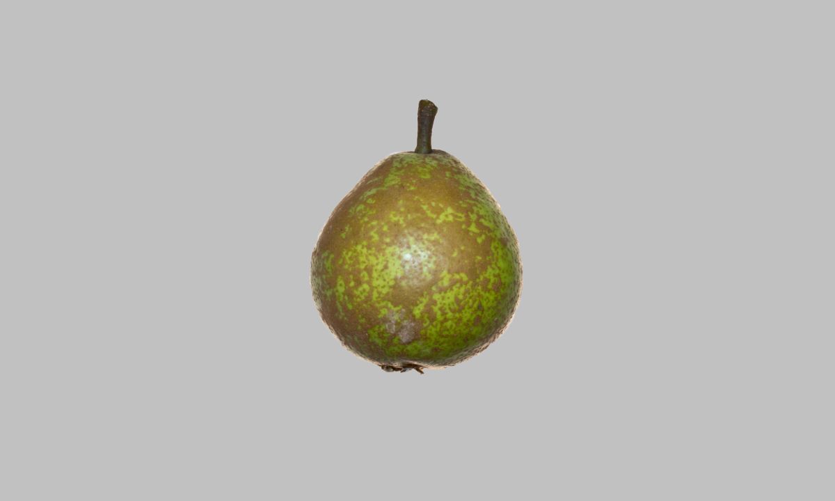 Wildling von Einsiedel