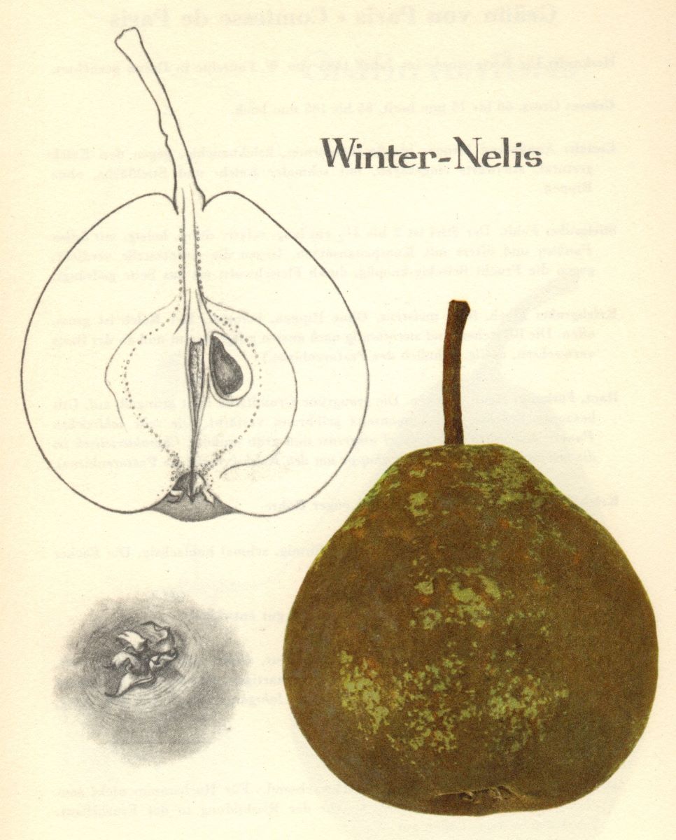 Nélis d‘Hiver