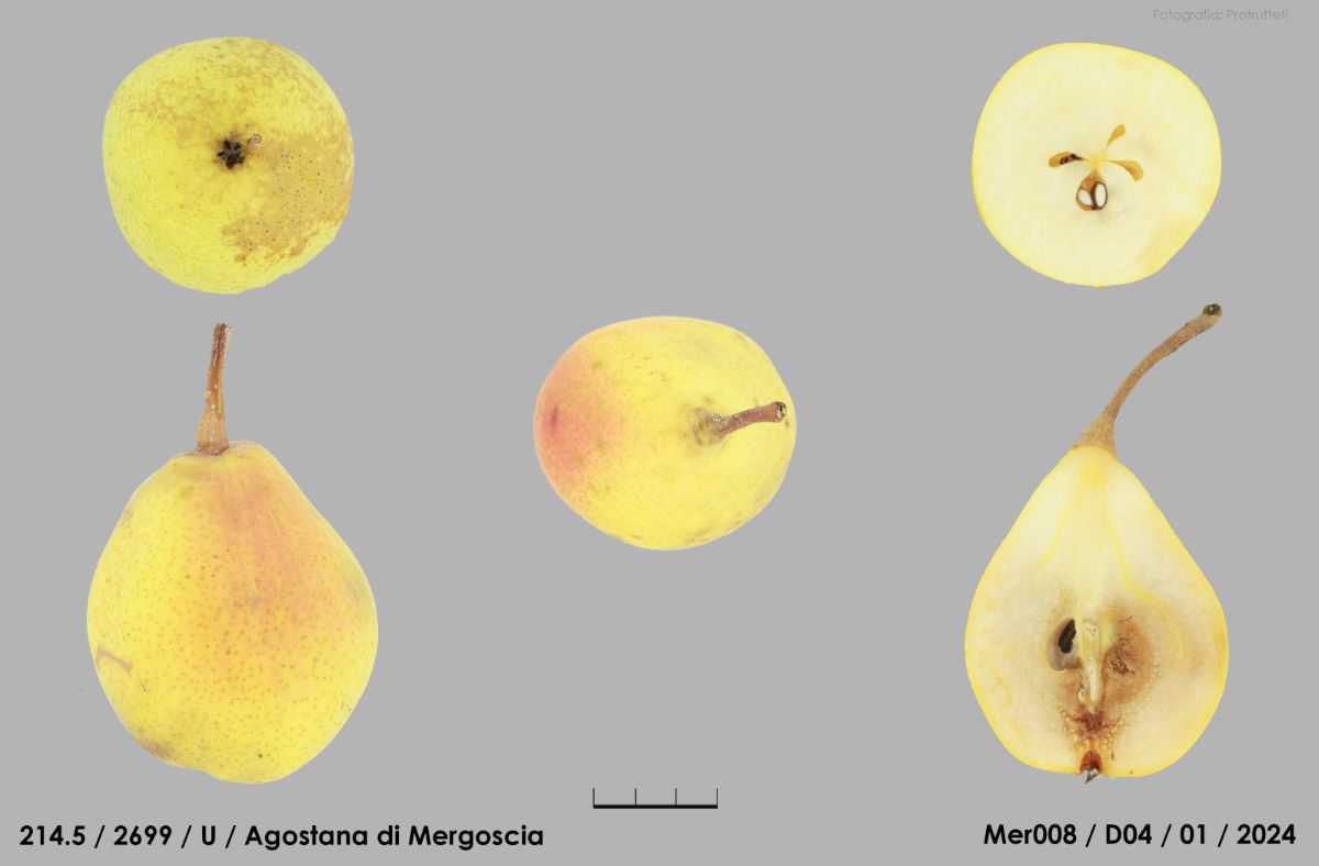 Agostana di Mergoscia