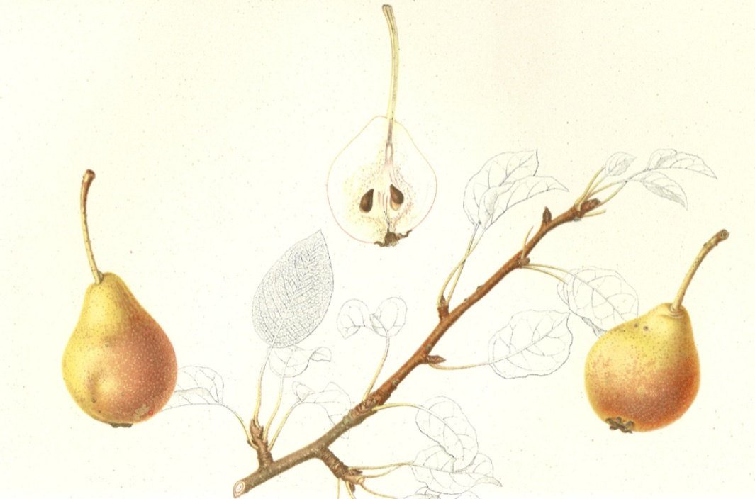 Zürcher Zuckerbirne