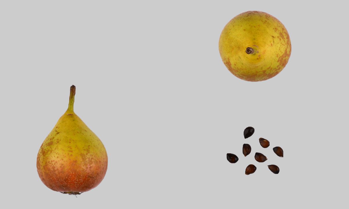 Zürcher Zuckerbirne