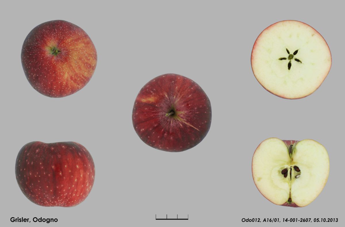 Abbondanza di Odogno