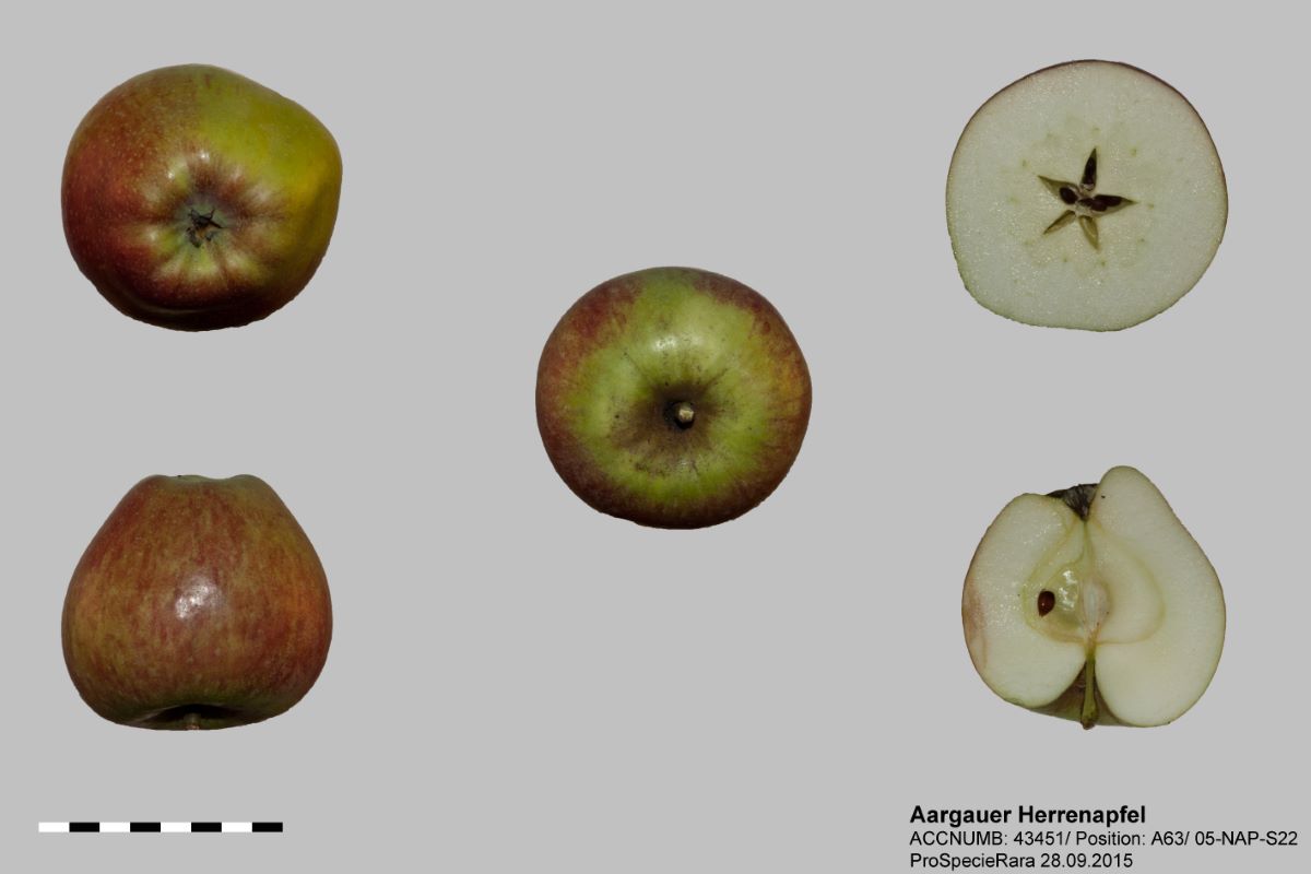 Aargauer Herrenapfel